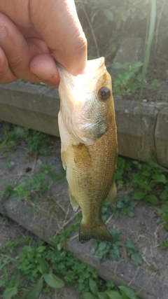 ラージマウスバスの釣果