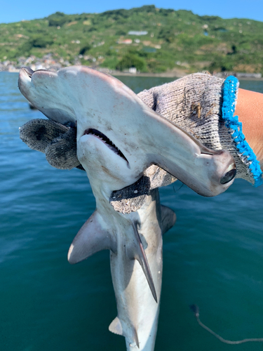 ハンマーヘッドシャークの釣果