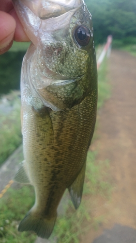 ラージマウスバスの釣果