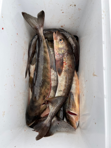 ホッケの釣果