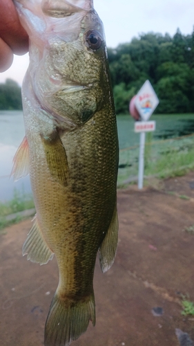 ラージマウスバスの釣果