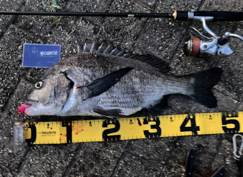 チヌの釣果