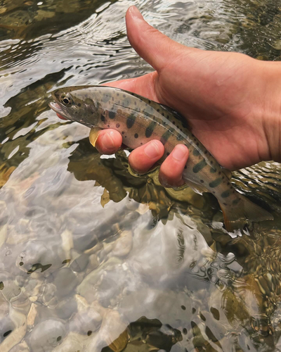 ヤマメの釣果