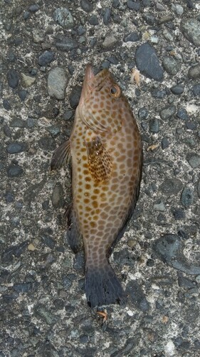 オオモンハタの釣果