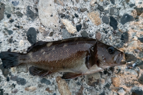 エゾメバルの釣果