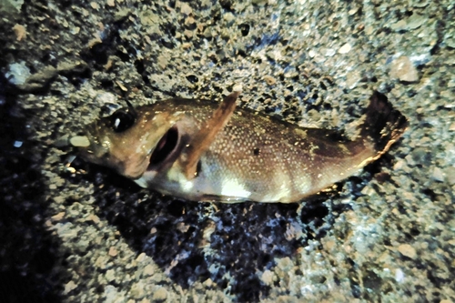 エゾメバルの釣果