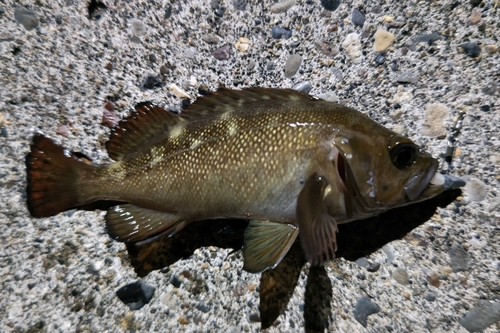 エゾメバルの釣果