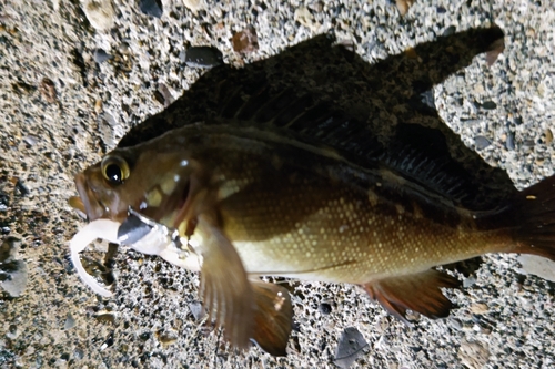 エゾメバルの釣果