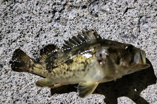 クロソイの釣果