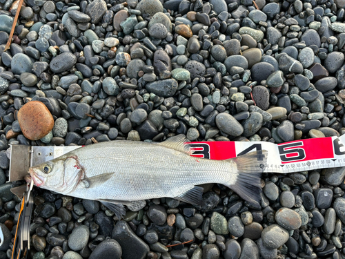 セイゴ（ヒラスズキ）の釣果