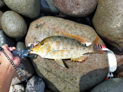 タマンの釣果