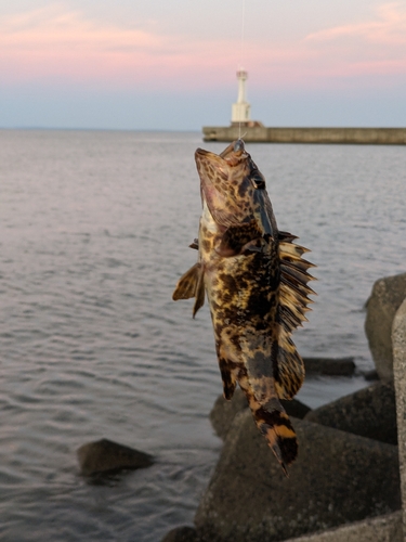 タケノコメバルの釣果