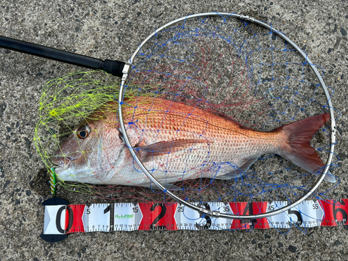 タイの釣果