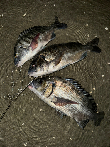 クロダイの釣果