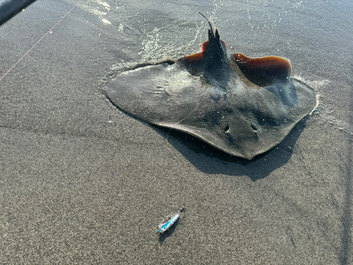 ツバクロエイの釣果