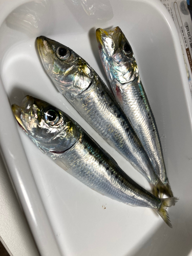 マイワシの釣果