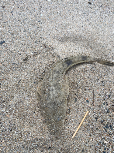 マゴチの釣果