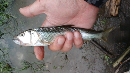 ハスの釣果