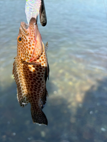 オオモンハタの釣果