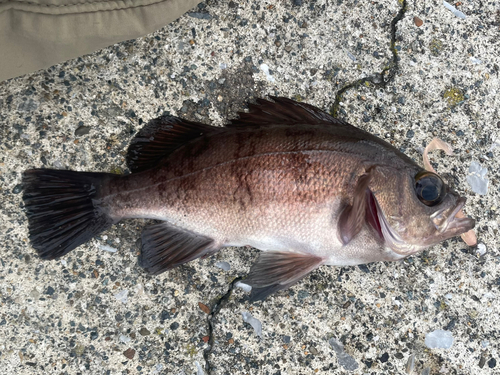 メバルの釣果