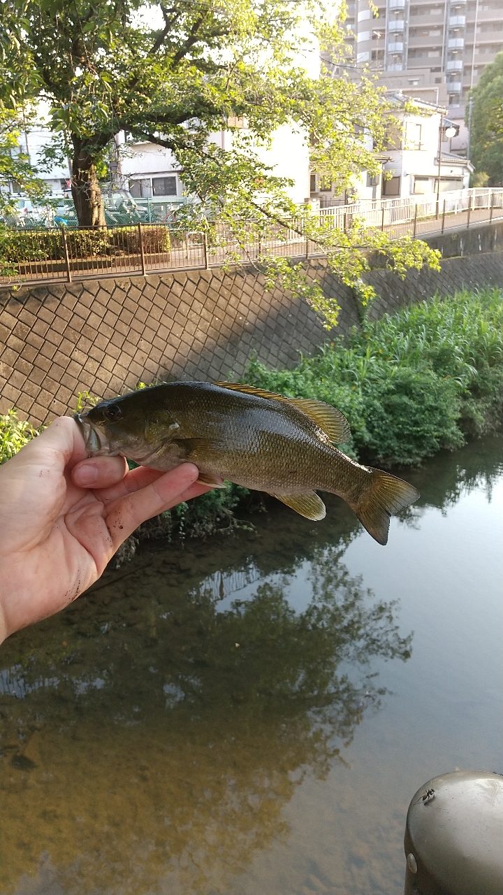 スモールマウスバス