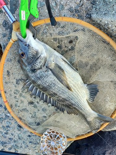 チヌの釣果