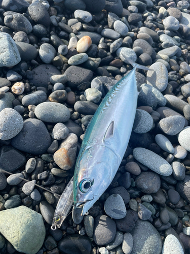 ソウダガツオの釣果