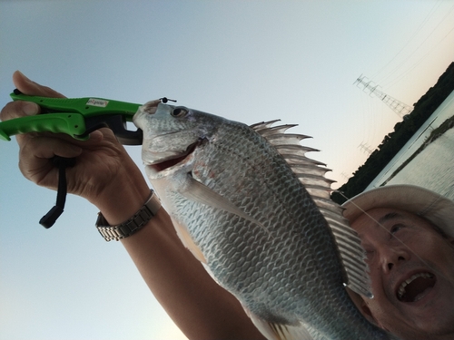 キビレの釣果