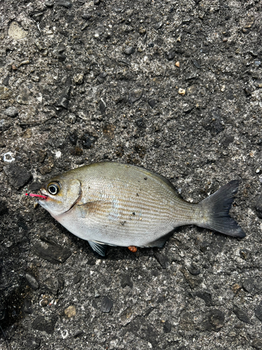 イスズミの釣果