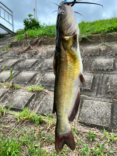 アメリカナマズの釣果