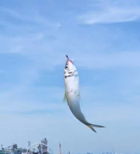 サッパの釣果