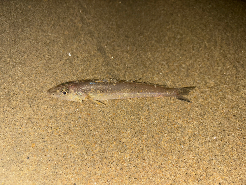 キスの釣果