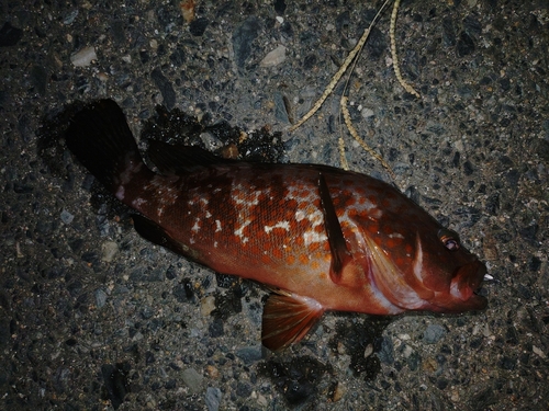 キジハタの釣果