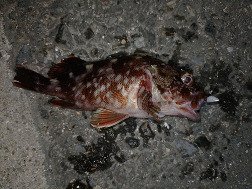 カサゴの釣果