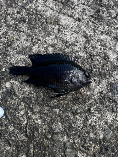 スズメダイの釣果