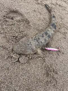 マゴチの釣果