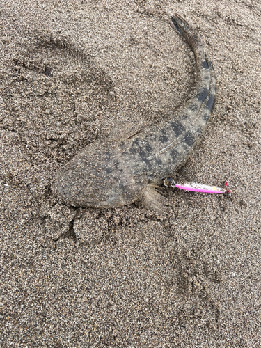 マゴチの釣果