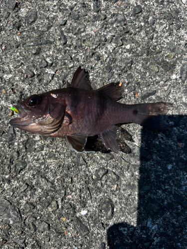 イシモチの釣果