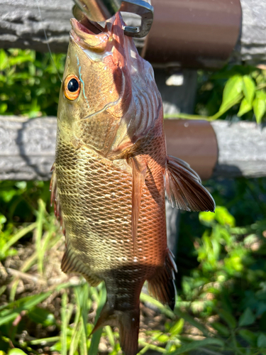 ゴマフエダイの釣果