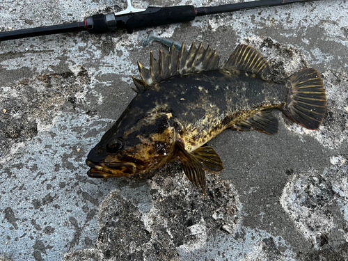 ベッコウゾイの釣果