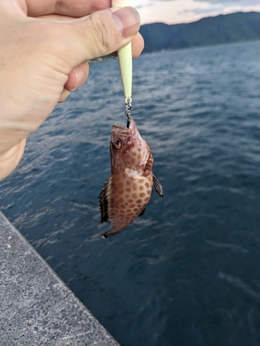 オオモンハタの釣果