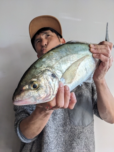 シマアジの釣果