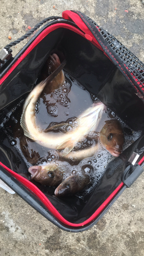 ホッケの釣果