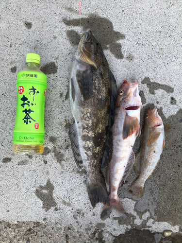 アイナメの釣果