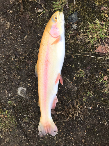 アルビノニジマスの釣果