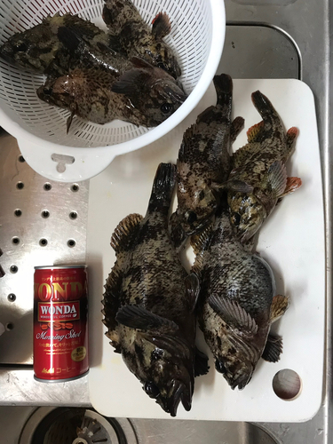 クロソイの釣果