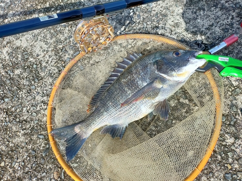 チヌの釣果