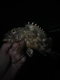 アラカブの釣果