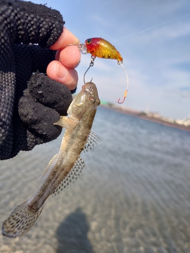 ハゼの釣果