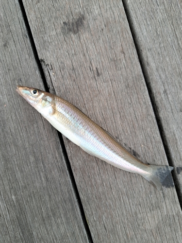 シロギスの釣果